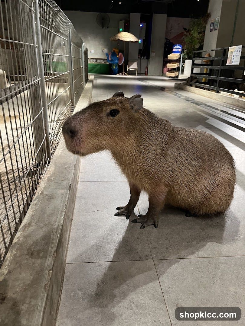 Capybara in enclosure