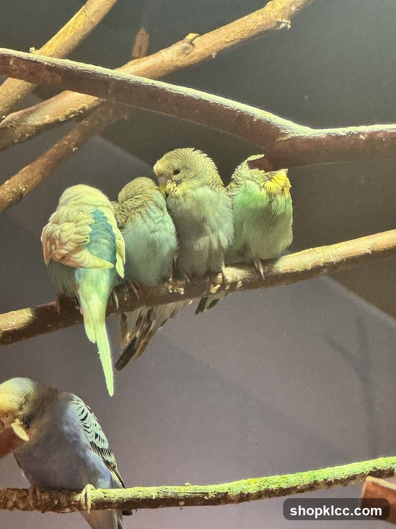 Budgies on Branches