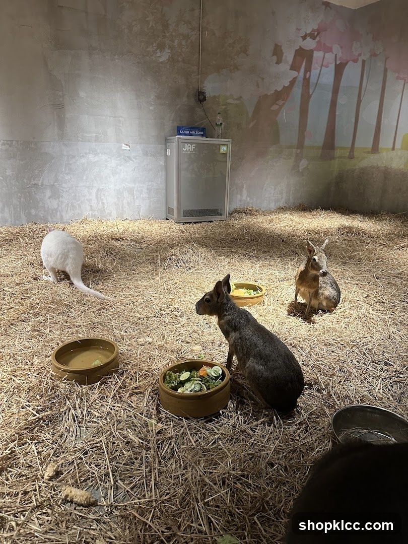 Patagonian Maras in an enclosure