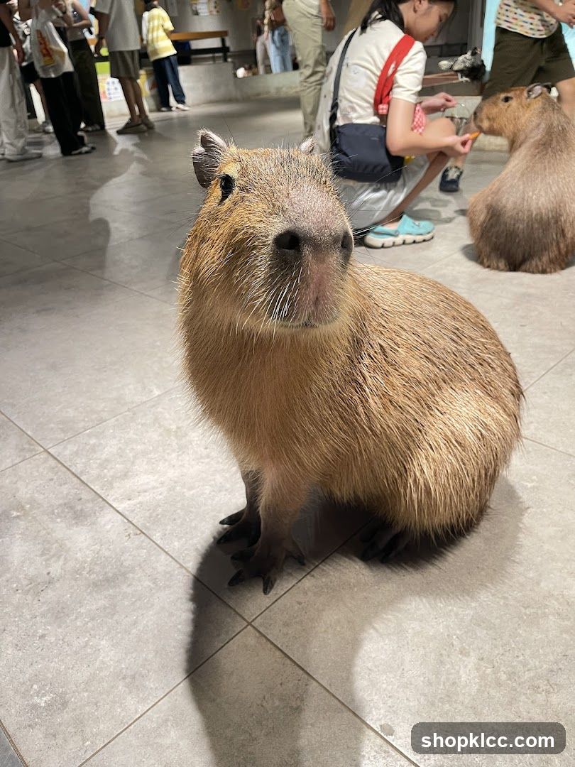 Capybara in an indoor enclosure