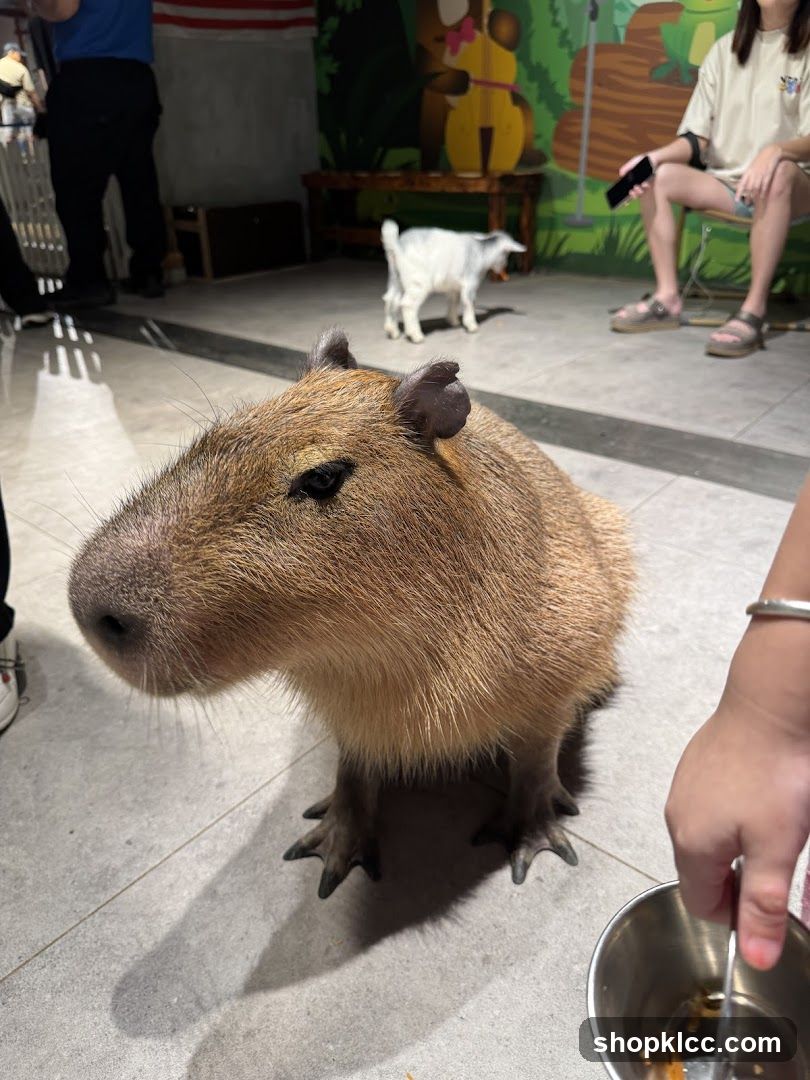 Capybara and Goat