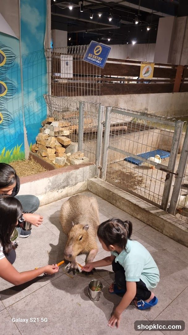 Feeding Capybara