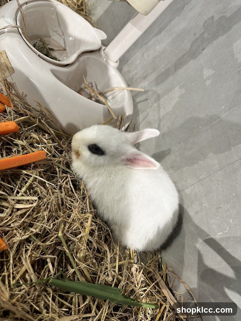 Cute Bunny in Hay