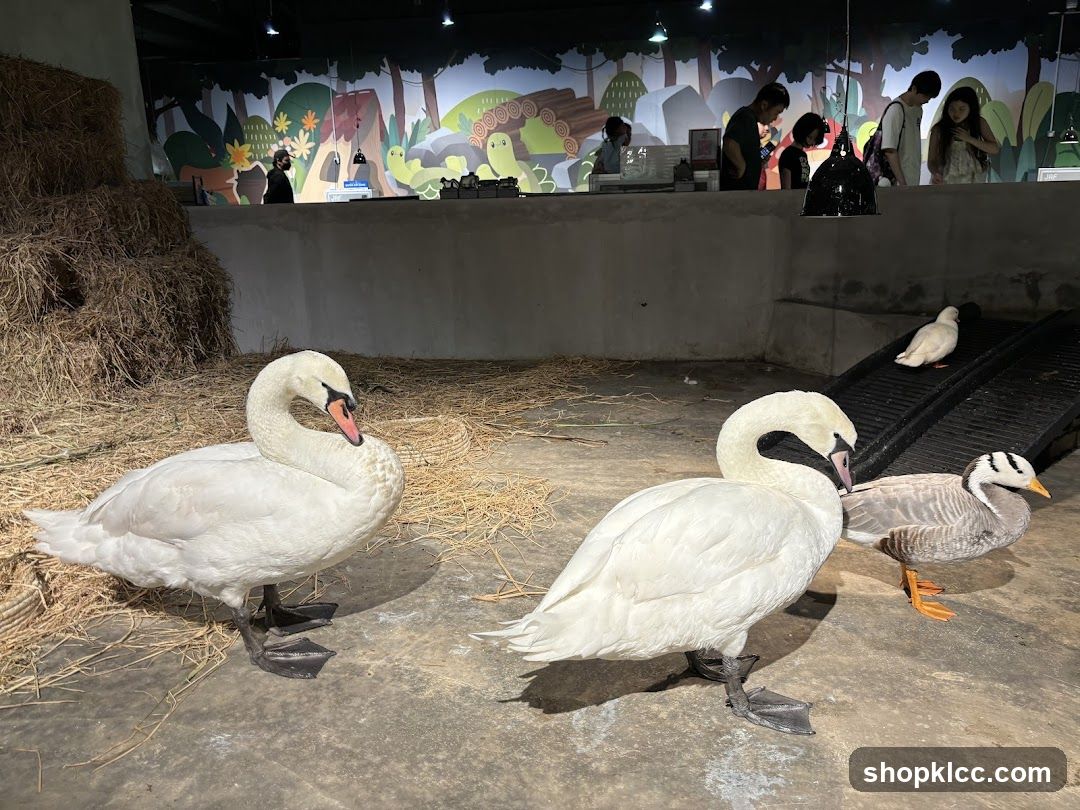 Farmyard animals