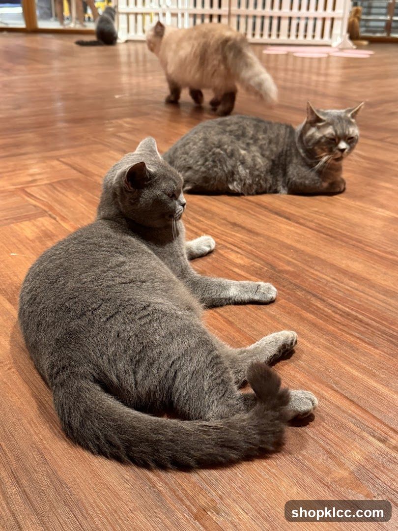 Cats relaxing on wooden floor