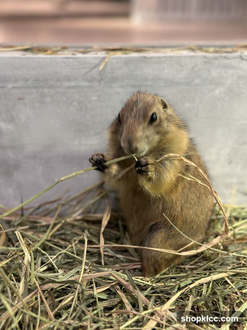 Prairie Dog Eating Hay