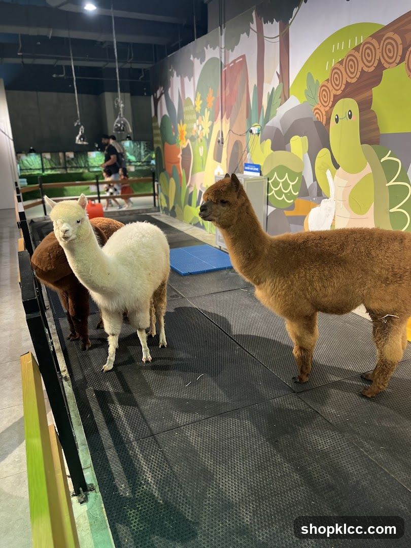 Alpacas in an enclosure