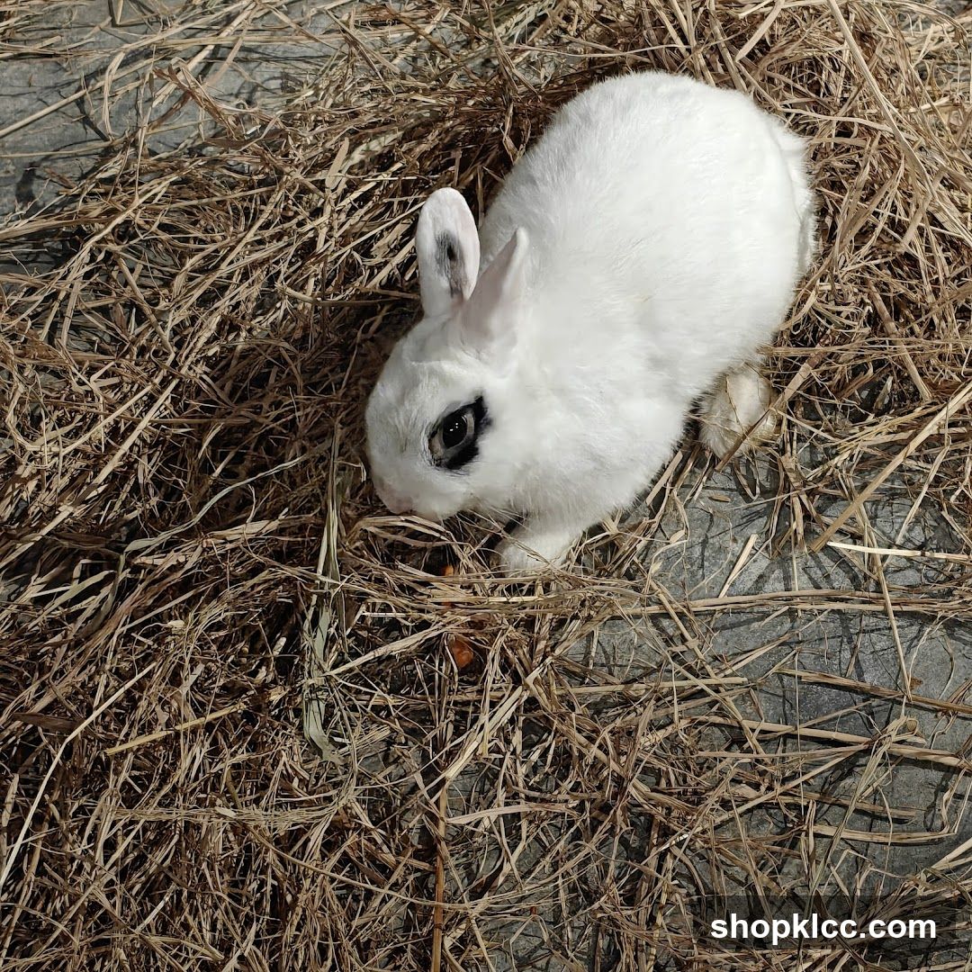 White rabbit in hay