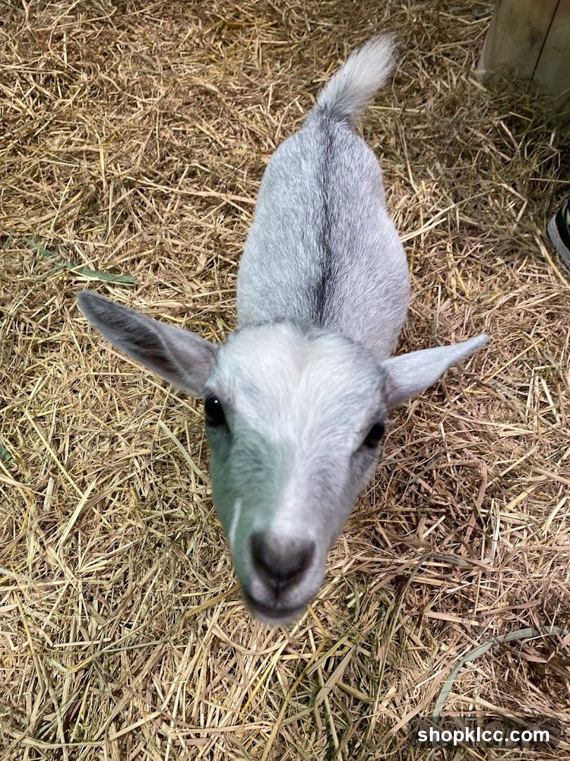 Baby Goat in Hay