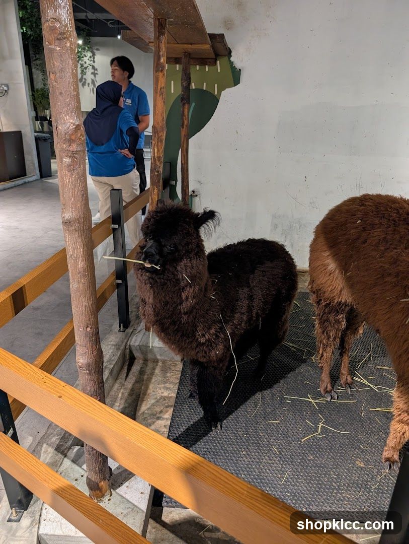Alpacas in enclosure
