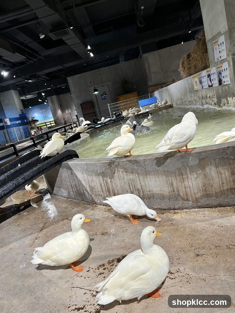 Ducks in an enclosure