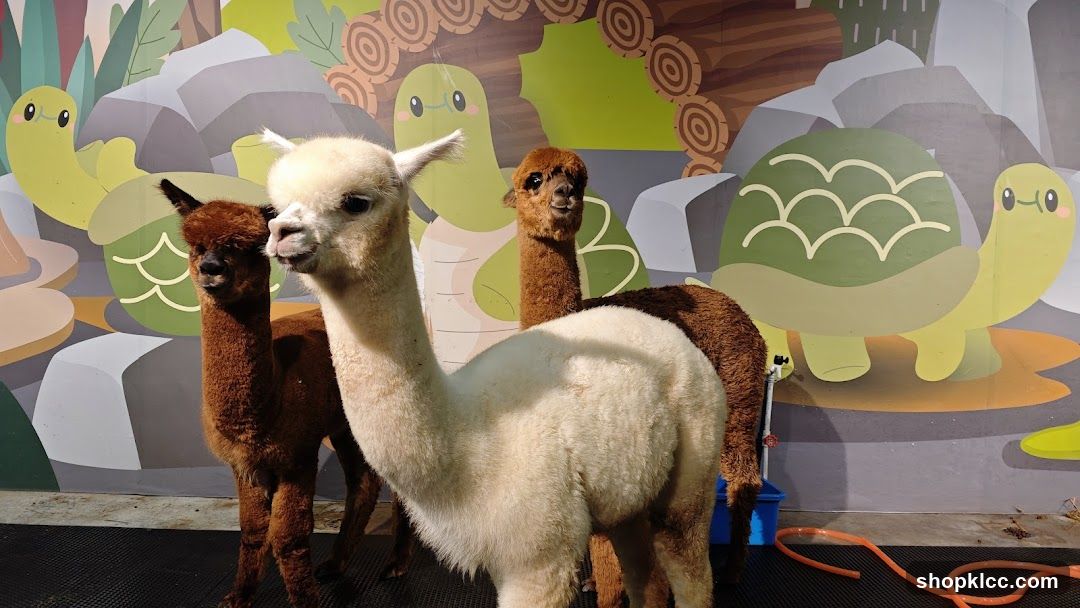 Alpacas in front of a mural