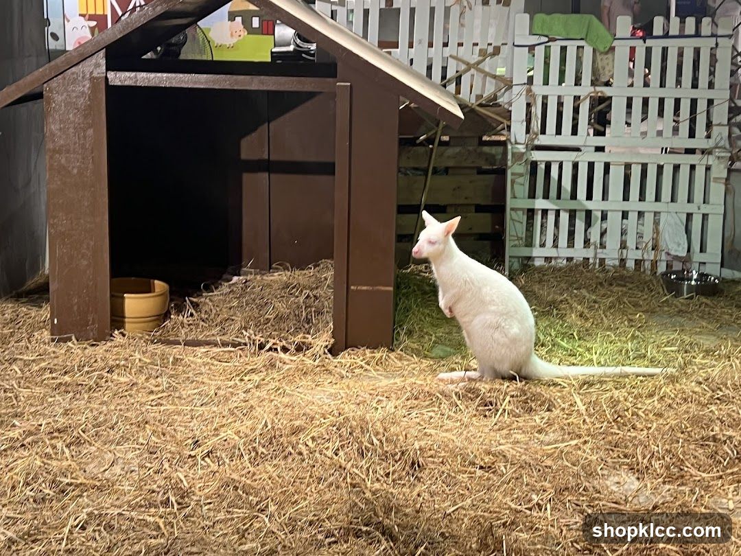 Albino Wallaby in a Pen