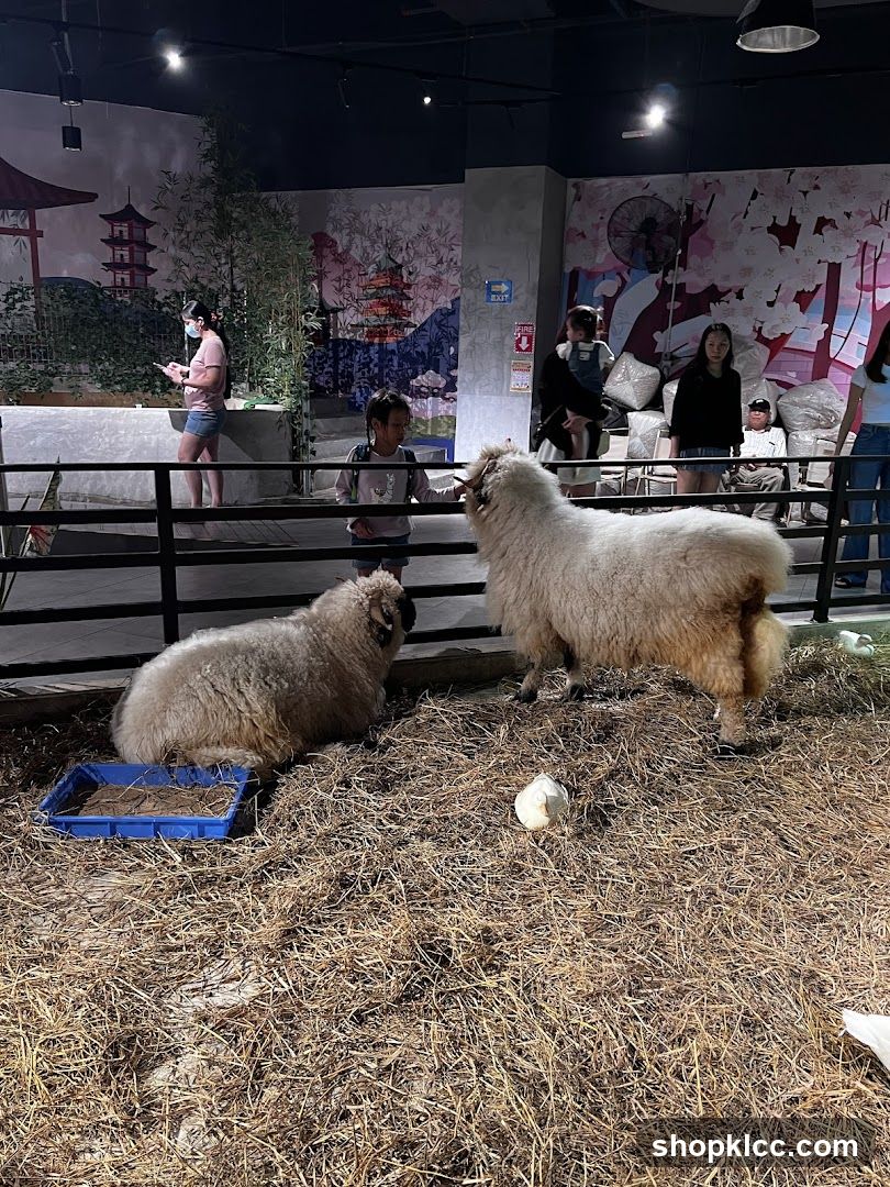 Sheep enclosure with visitors