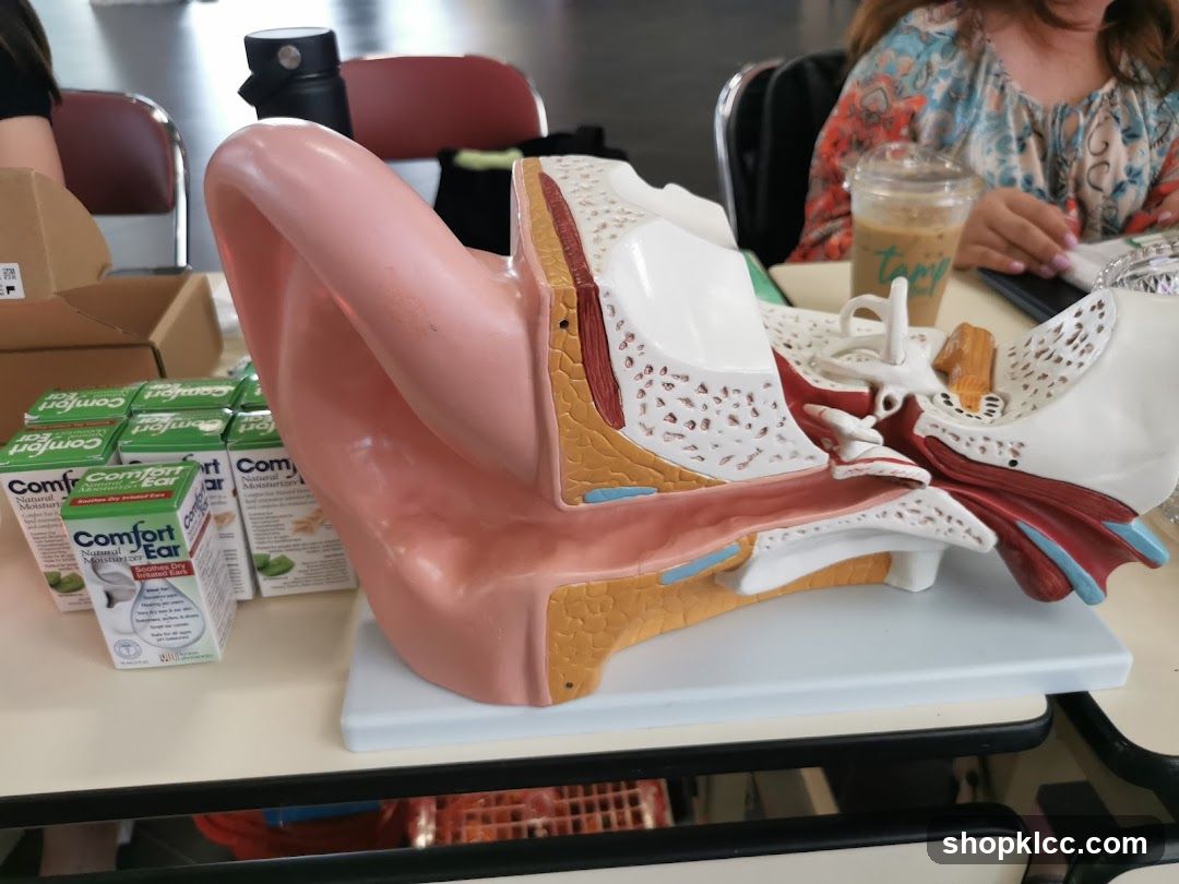 Ear Model and Ear Drops Display