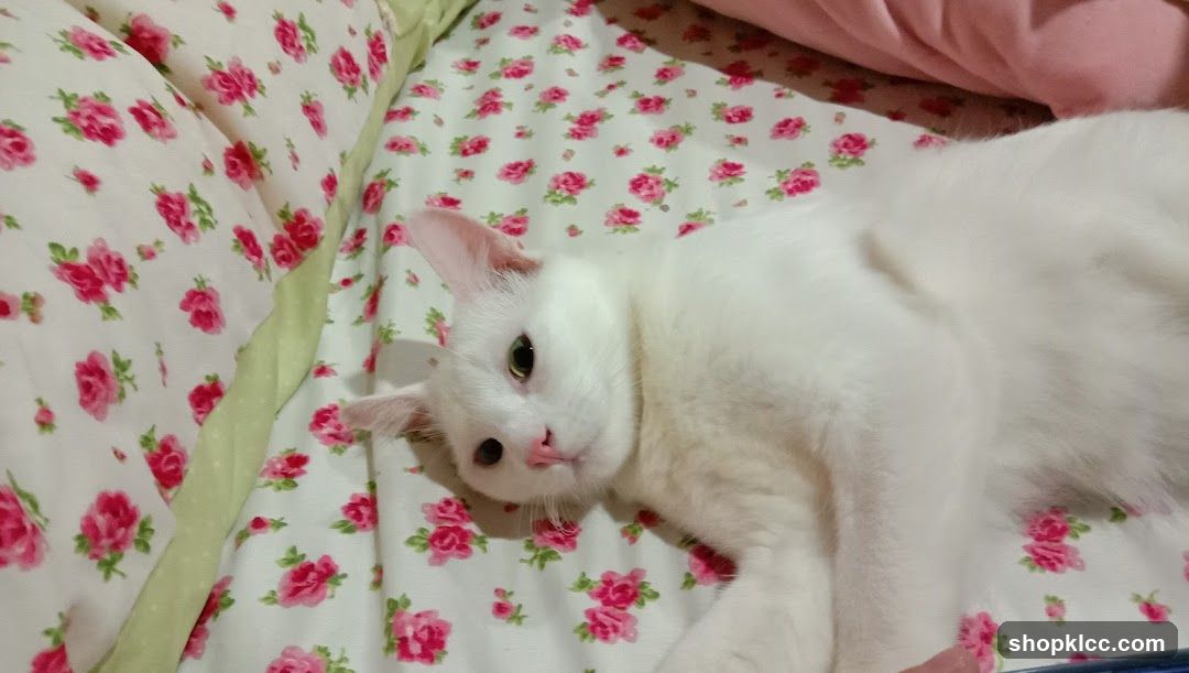 White cat on floral bedding