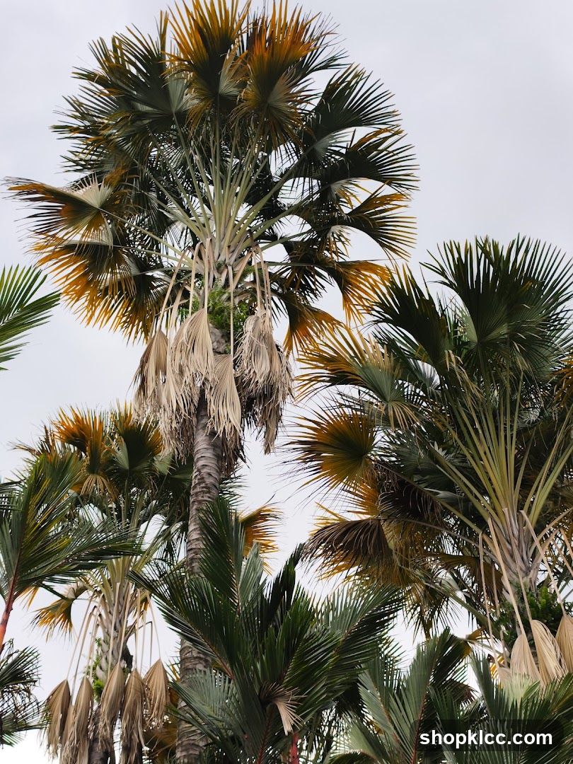 Palm Trees