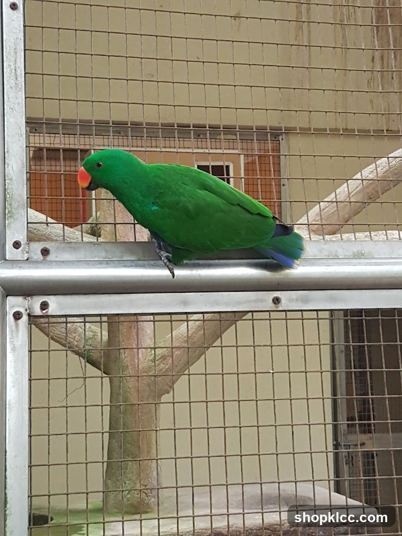Green Eclectus Parrot in Enclosure