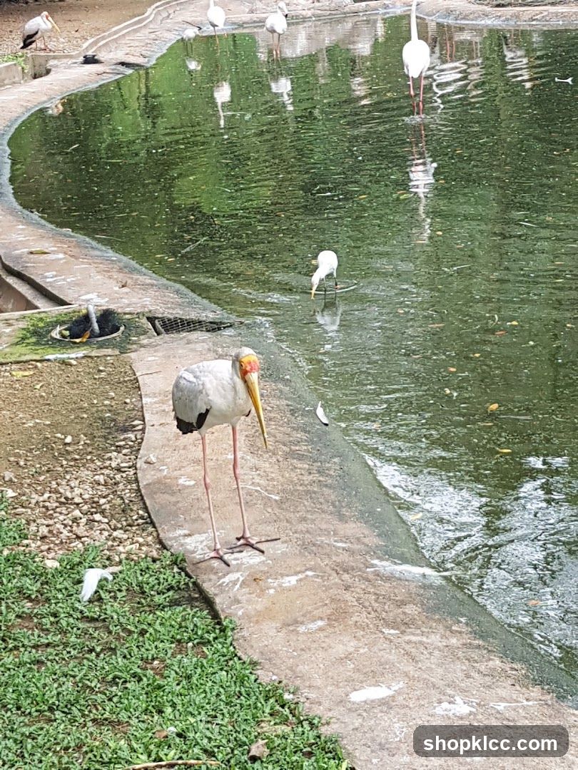 Birds by the Pond