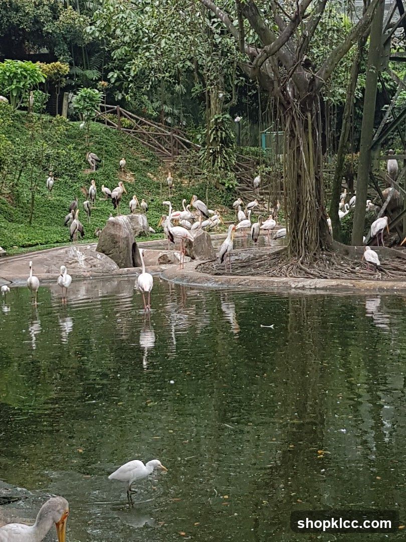 Birds in a Pond