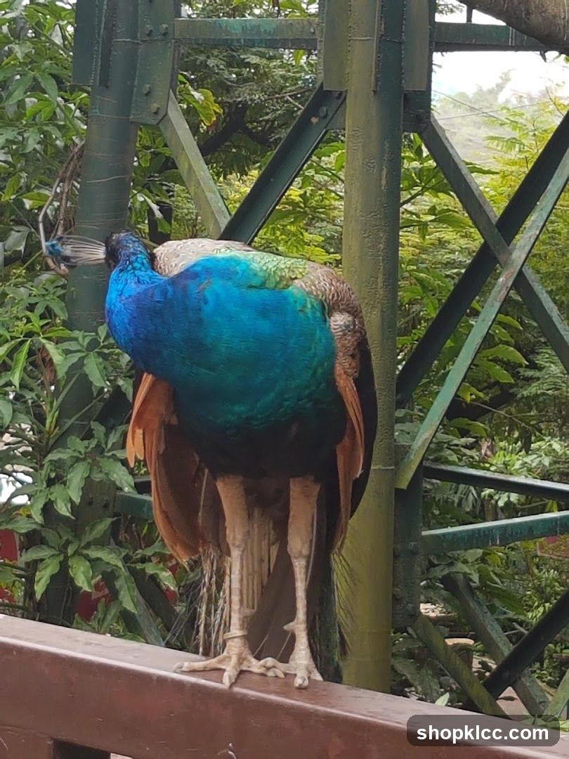 Peacock perched on a railing