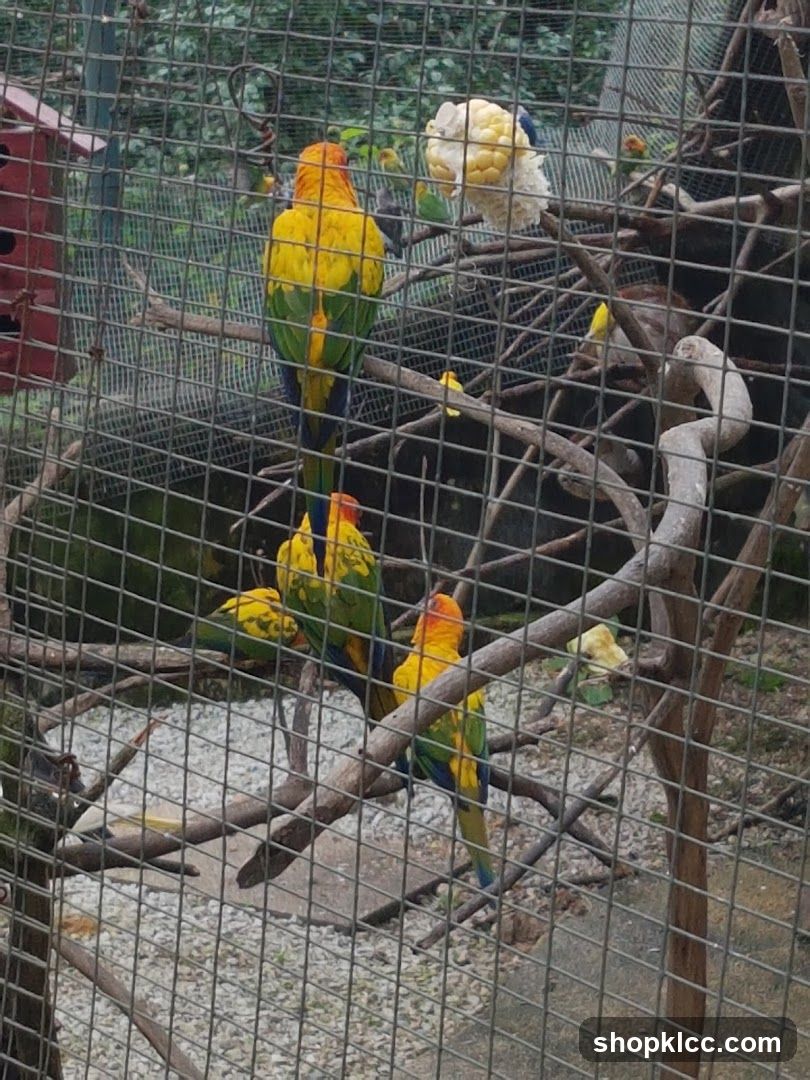 Parrots in an enclosure