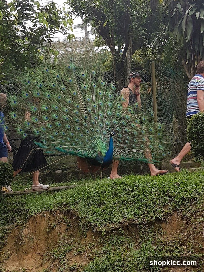 Peacock displaying feathers