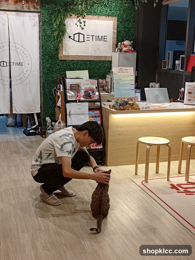 Cat Cafe Interior