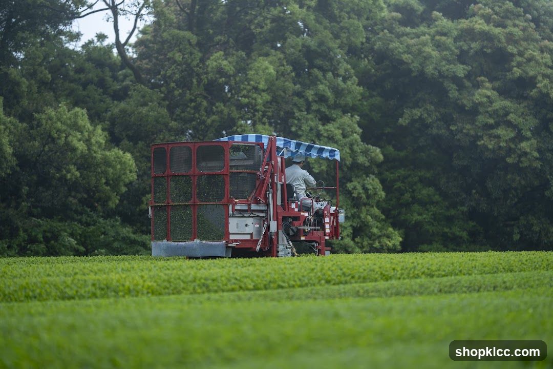 Tea Harvesting Machine