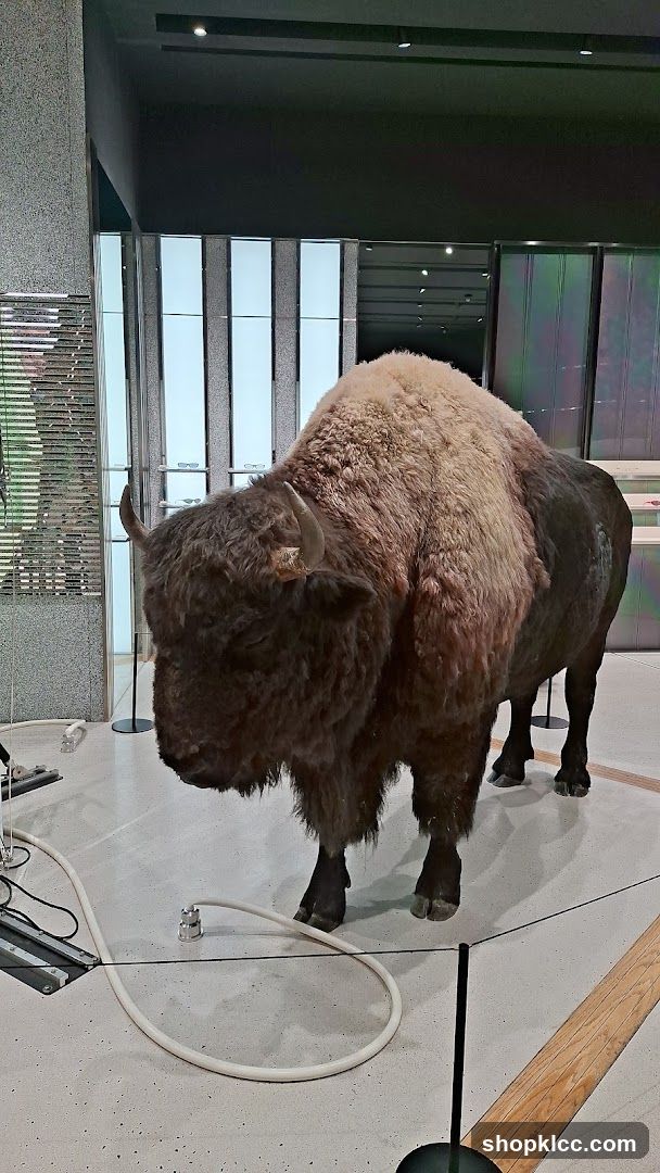 Taxidermied Bison Display