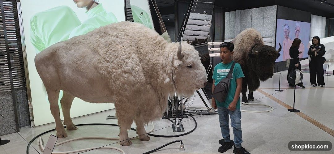 Taxidermied Bison Display