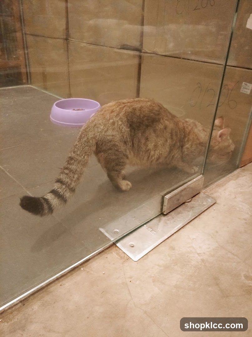 Cat in enclosure