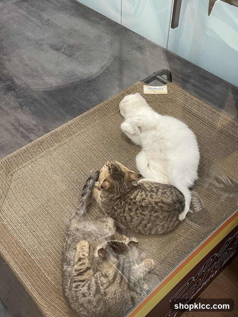 Kittens Sleeping