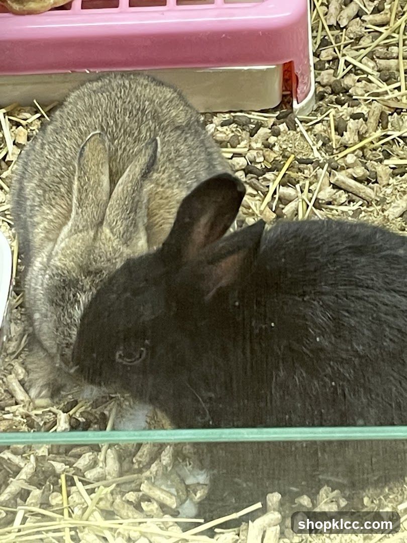 Two Rabbits in a Cage