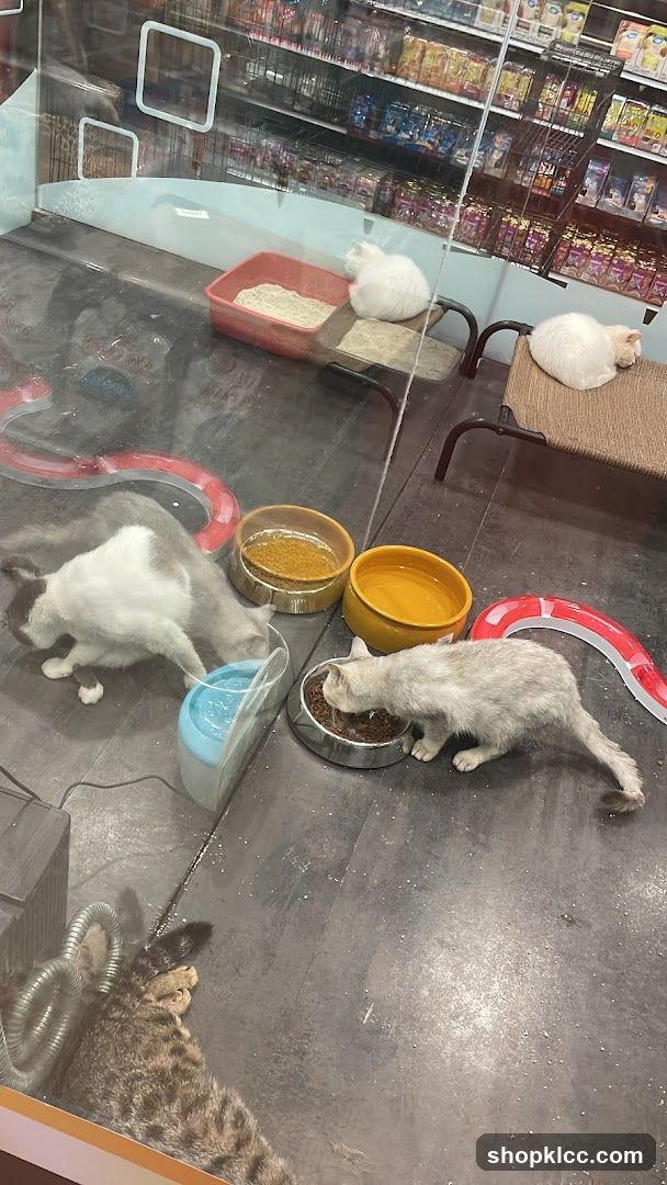 Cats eating and resting in a pet store