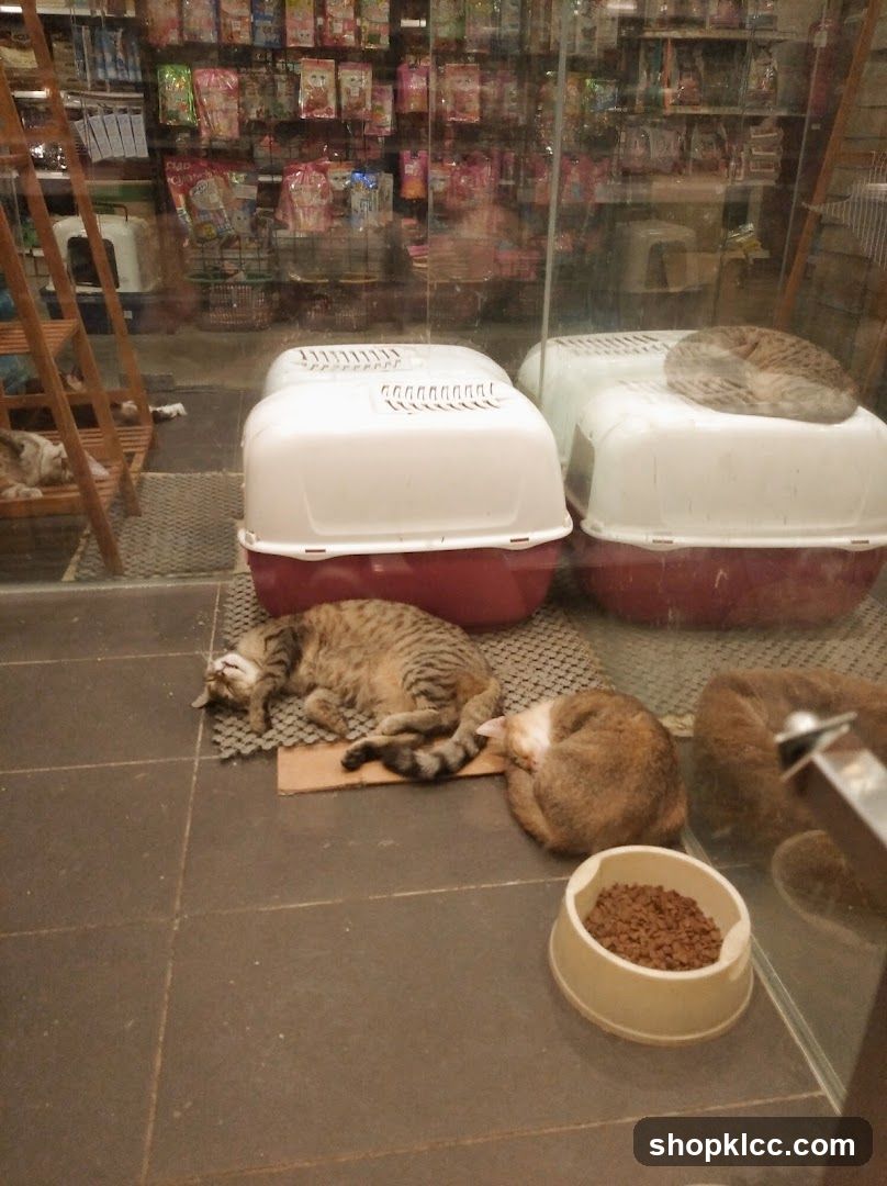 Cats sleeping in a pet store