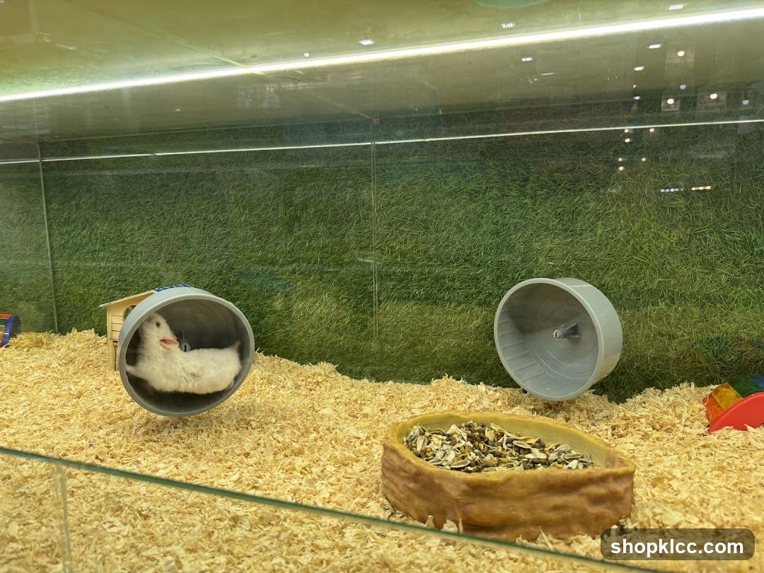 Hamster in a wheel