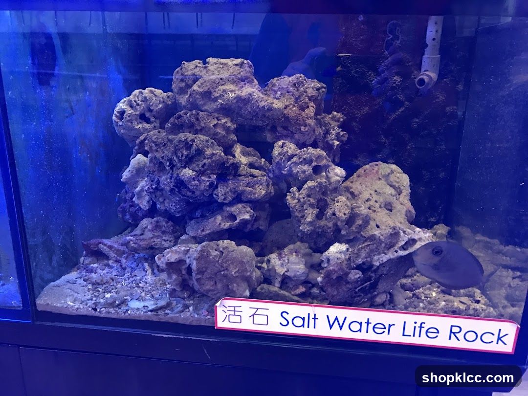 Salt Water Life Rock Display