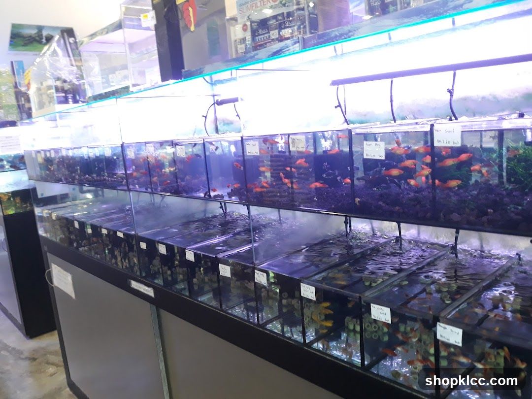 Aquarium Fish Tanks