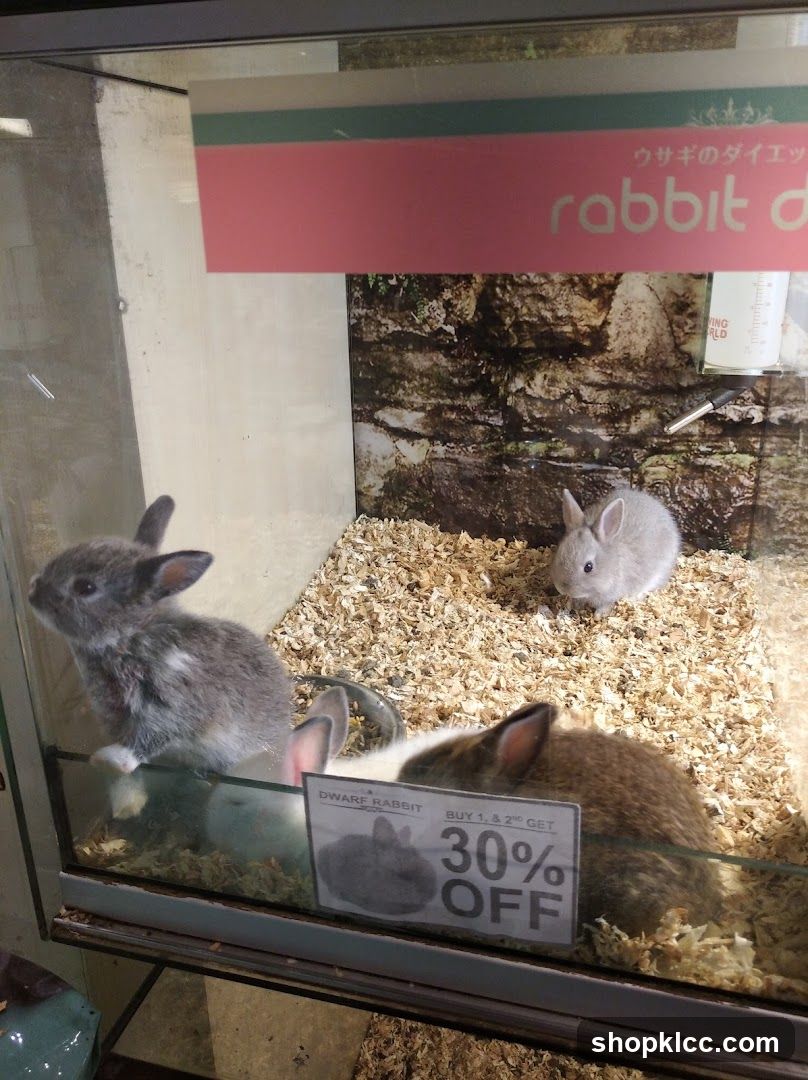 Dwarf Rabbits on Sale