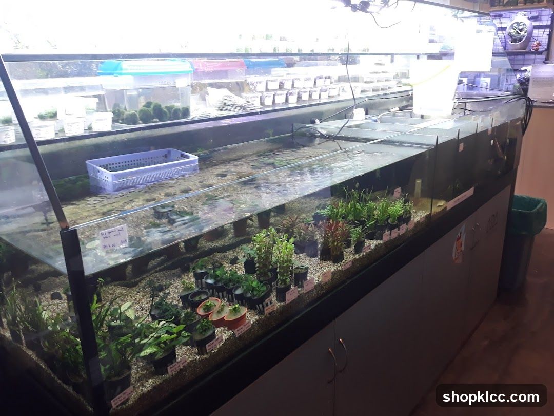 Aquarium Plant Display