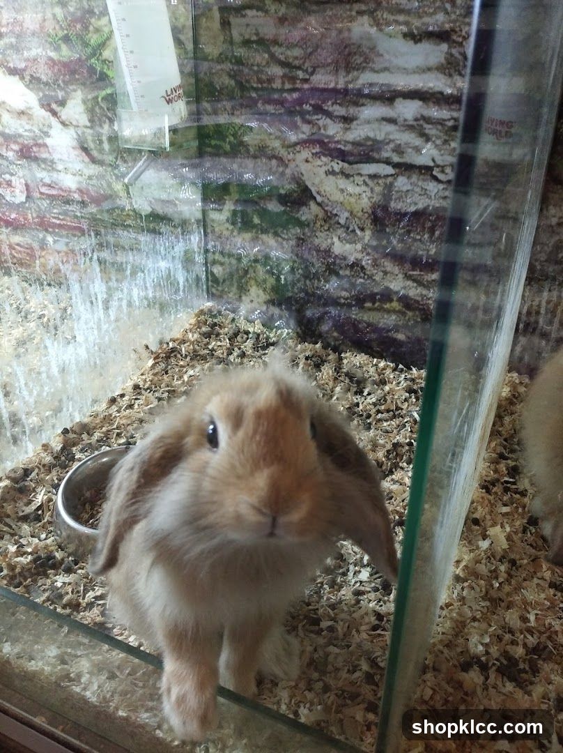 Rabbit in enclosure