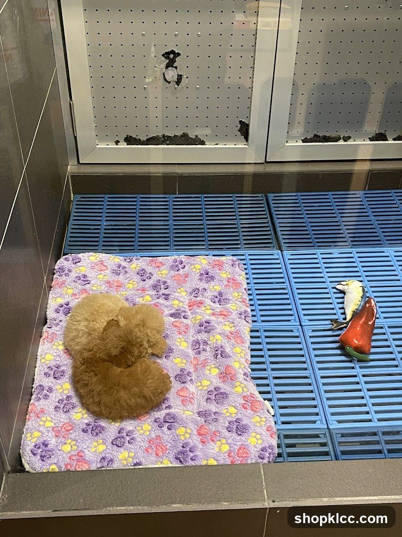 Dog kennel with toy