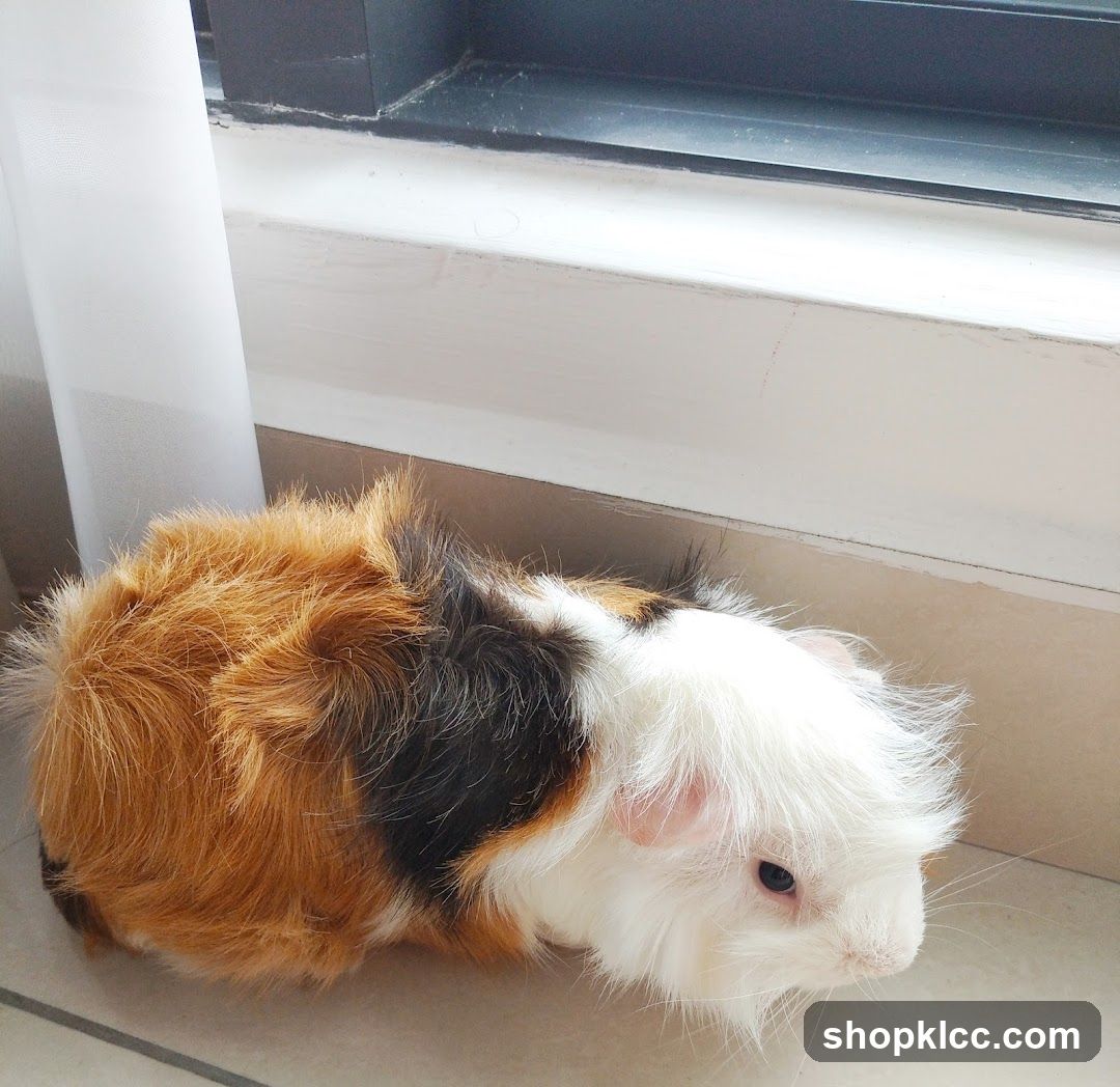 Guinea Pig