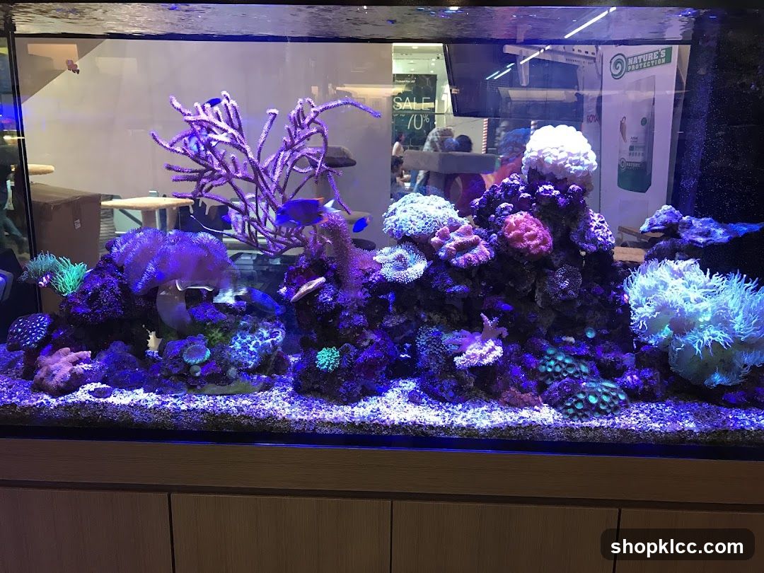 Aquarium with Corals and Fish