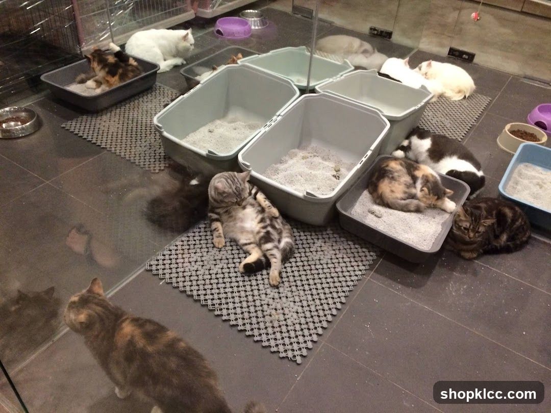 Cats in litter boxes