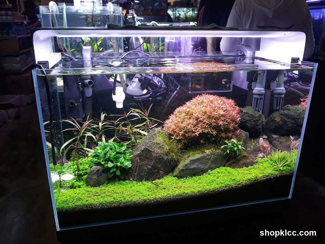 Aquascaped Aquarium