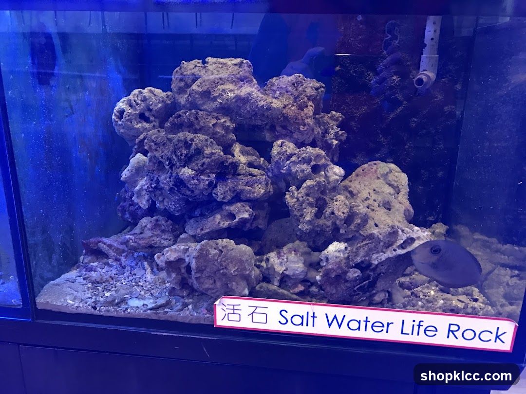 Salt Water Life Rock Display