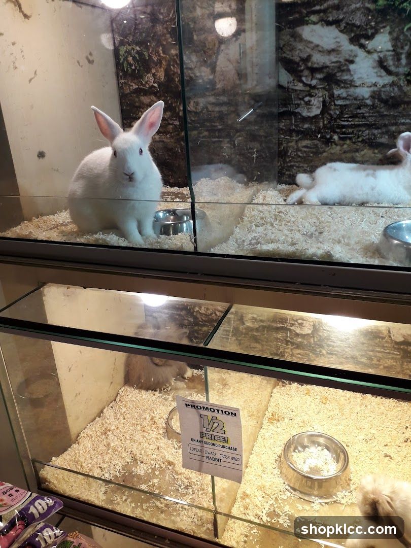Rabbits in a Pet Store
