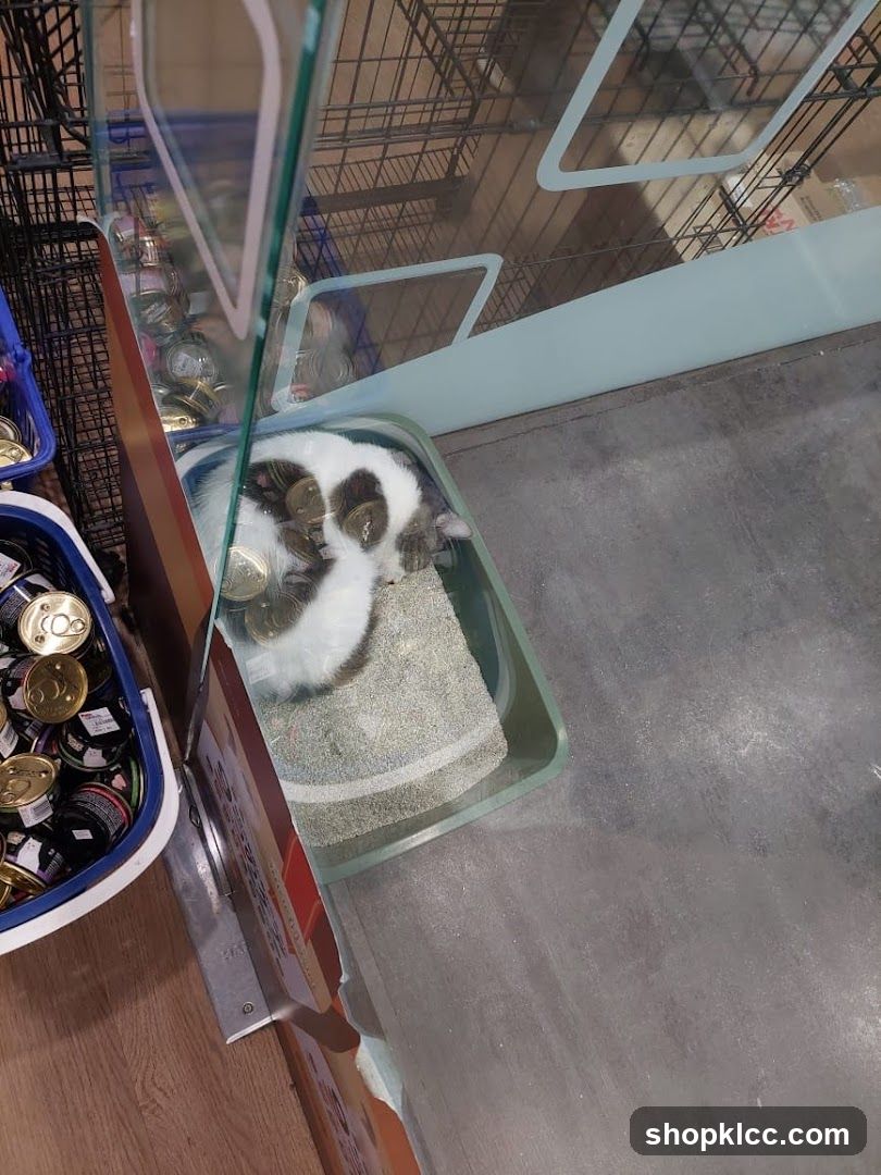 Cat sleeping in a display case